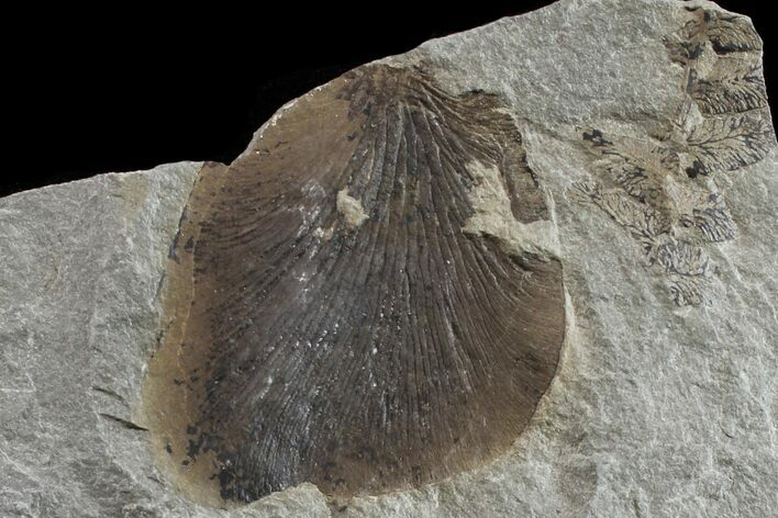 Fossil Fern (Neuropteris & Macroneuropteris) Plate - Kentucky #154673